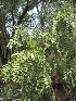  ( - TEP-16)  @11 [ ] Copyright (2013) PHCDBS Paul Hebert Centre for DNA Barcoding and Biodiversity Studies