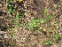  ( - JPTRM-19)  @11 [ ] Copyright (2013) PHCDBS Paul Hebert Centre for DNA Barcoding and Biodiversity Studies