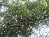  ( - TEP-25)  @11 [ ] Copyright (2013) PHCDBS Paul Hebert Centre for DNA Barcoding and Biodiversity Studies