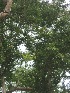  ( - TEP-27)  @11 [ ] Copyright (2013) PHCDBS Paul Hebert Centre for DNA Barcoding and Biodiversity Studies