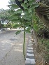  ( - TEP-33)  @11 [ ] Copyright (2013) PHCDBS Paul Hebert Center for DNA Barcoding and Biodiversity Studies