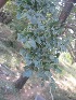  ( - TEP-37)  @11 [ ] Copyright (2013) PHCDBS Paul Hebert Centre for DNA Barcoding and Biodiversity Studies