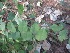  (Cleistanthus - JPTRM-45)  @11 [ ] Copyright (2013) PHCDBS Paul Hebert Centre for DNA Barcoding and Biodiversity Studies