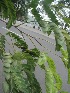  ( - TEP-47)  @11 [ ] Copyright (2013) PHCDBS Paul Hebert Center for DNA Barcoding and Biodiversity Studies