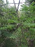  ( - JPTRM-62)  @11 [ ] Copyright (2013) PHCDBS Paul Hebert Centre for DNA Barcoding and Biodiversity Studies