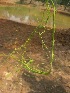  ( - JPTRM-83)  @11 [ ] Copyright (2013) PHCDBS Paul Hebert Centre for DNA Barcoding and Biodiversity Studies