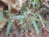  ( - JPTRM-98)  @11 [ ] Copyright (2013) PHCDBS Paul Hebert Centre for DNA Barcoding and Biodiversity Studies