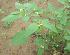  ( - A185)  @11 [ ] Copyright (2014) PHCDBS Paul Hebert Research Centre For DNA Barcoding And Biodiversity Stydies