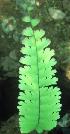  ( - A188)  @11 [ ] Copyright (2014) PHCDBS Paul Hebert Research Centre For DNA Barcoding And Biodiversity Stydies