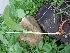  (Curcuma longa - ANP208)  @11 [ ] Copyright (2017) Dr. G. D. Khedkar Paul Hebert Centre For DNA Barcoding And Biodiversity Studies
