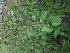  ( - ANP214)  @11 [ ] Copyright (2017) Dr. G. D. Khedkar Paul Hebert Centre For DNA Barcoding And Biodiversity Studies