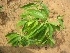  ( - TMPA36)  @11 [ ] Copyright (2013) PHCDBS Paul Hebert Centre for DNA Barcoding and Biodiversity Studies