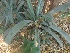  (Agave vera-cruz - MP354)  @11 [ ] Copyright (2014) PHCDBS Paul Hebert Centre for DNA Barcoding and Biodiversity Studies