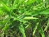  ( - TMPA39)  @11 [ ] Copyright (2013) PHCDBS Paul Hebert Centre for DNA Barcoding and Biodiversity Studies