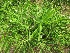  ( - TMPA40)  @11 [ ] Copyright (2013) PHCDBS Paul Hebert Centre for DNA Barcoding and Biodiversity Studies
