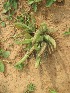  ( - TMPA41)  @11 [ ] Copyright (2013) PHCDBS Paul Hebert Centre for DNA Barcoding and Biodiversity Studies