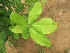  ( - TMPA43)  @11 [ ] Copyright (2013) PHCDBS Paul Hebert Centre for DNA Barcoding and Biodiversity Studies