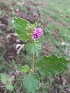  ( - BU185)  @11 [ ] Copyright (2014) PHCDBS Paul Hebert Centre For DNA Barcoding And Biodiversity Studies