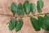  ( - BU201)  @11 [ ] Copyright (2014) PHCDBS Paul Hebert Centre For DNA Barcoding And Biodiversity Studies