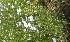  (Linum usitatissimum - BU165)  @11 [ ] Copyright (2017) Dr. G. D. Khedkar Paul Hebert Centre For DNA Barcoding And Biodiversity Studies