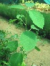  ( - TMPA5)  @11 [ ] Copyright (2013) PHCDBS Paul Hebert Centre for DNA Barcoding and Biodiversity Studies