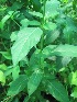  ( - TMPA6)  @11 [ ] Copyright (2013) PHCDBS Paul Hebert Centre for DNA Barcoding and Biodiversity Studies