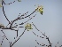  ( - MP386)  @11 [ ] Copyright (2014) PHCDBS Paul Hebert Centre for DNA Barcoding and Biodiversity Studies