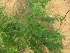  (Breynia - TMPA50)  @11 [ ] Copyright (2013) PHCDBS Paul Hebert Centre for DNA Barcoding and Biodiversity Studies