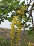  ( - Bu36)  @11 [ ] Copyright (2014) PHCDBS Paul Hebert Centre for DNA Barcoding and Biodiversity Studies