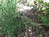  ( - MP198)  @11 [ ] Copyright (2014) PHCDBS Paul Hebert Centre fo DNA Barcoding And Biodiversity Studise
