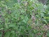  ( - CNP146)  @11 [ ] Copyright (2017) Dr. G. D. Khedkar Paul Hebert Centre For DNA Barcoding And Biodiversity Studies