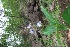  ( - BU178)  @11 [ ] Copyright (2014) PHCDBS Paul Hebert Centre For DNA Barcoding And Biodiversity Studies