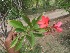  (Crotonoideae - MP207)  @11 [ ] Copyright (2014) PHCDBS Paul Hebert Centre fo DNA Barcoding And Biodiversity Studise