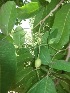  ( - MP228)  @11 [ ] Copyright (2013) PHCDBS Paul Hebert Centre for DNA Barcoding and Biodiversity Studies