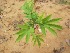  ( - TMPA57)  @11 [ ] Copyright (2013) PHCDBS Paul Hebert Centre for DNA Barcoding and Biodiversity Studies