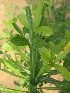  ( - TMPA78)  @11 [ ] Copyright (2013) PHCDBS Paul Hebert Centre for DNA Barcoding and Biodiversity Studies