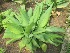  ( - TMPA81)  @11 [ ] Copyright (2013) PHCDBS Paul Hebert Centre for DNA Barcoding and Biodiversity Studies
