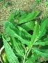  (Curcuma pseudomontana - TMPA15)  @11 [ ] Copyright (2013) PHCDBS Paul Hebert Centre for DNA Barcoding and Biodiversity Studies