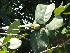  ( - BU195)  @11 [ ] Copyright (2014) PHCDBS Paul Hebert Centre For DNA Barcoding And Biodiversity Studies