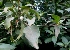  ( - MP4092)  @11 [ ] Copyright (2015) PHCDBS Paul Hebert Centre For DNA Barcoding And Biodiversity Studies