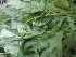  ( - MP4130)  @11 [ ] Copyright (2015) PHCDBS Paul Hebert Centre For DNA Barcoding And Biodiversity Studies