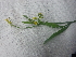  ( - MP4156)  @11 [ ] Copyright (2015) PHCDBS Paul Hebert Centre For DNA Barcoding And Biodiversity Studies