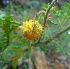  (Solanum sisymbrifolium - MP4120)  @11 [ ] Copyright (2015) PHCDBS Paul Hebert Centre For DNA Barcoding And Biodiversity Studies