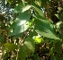  ( - MP4004)  @11 [ ] Copyright (2015) PHCDBS Paul Hebert Centre For DNA Barcoding And Biodiversity Studies