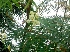  ( - MP4095)  @11 [ ] Copyright (2015) PHCDBS Paul Hebert Centre For DNA Barcoding And Biodiversity Studies