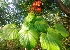 ( - MP3982)  @11 [ ] Copyright (2015) PHCDBS Paul Hebert Centre For DNA Barcoding And Biodiversity Studies