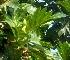  ( - MP3983)  @11 [ ] Copyright (2015) PHCDBS Paul Hebert Centre For DNA Barcoding And Biodiversity Studies