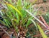  ( - MP4256)  @11 [ ] Copyright (2015) PHCDBS Paul Hebert Centre For DNA Barcoding And Biodiversity Studies