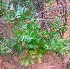  ( - MP4299)  @11 [ ] Copyright (2015) PHCDBS Paul Hebert Centre For DNA Barcoding And Biodiversity Studies