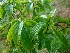  ( - MP4249)  @11 [ ] Copyright (2015) PHCDBS Paul Hebert Centre For DNA Barcoding And Biodiversity Studies